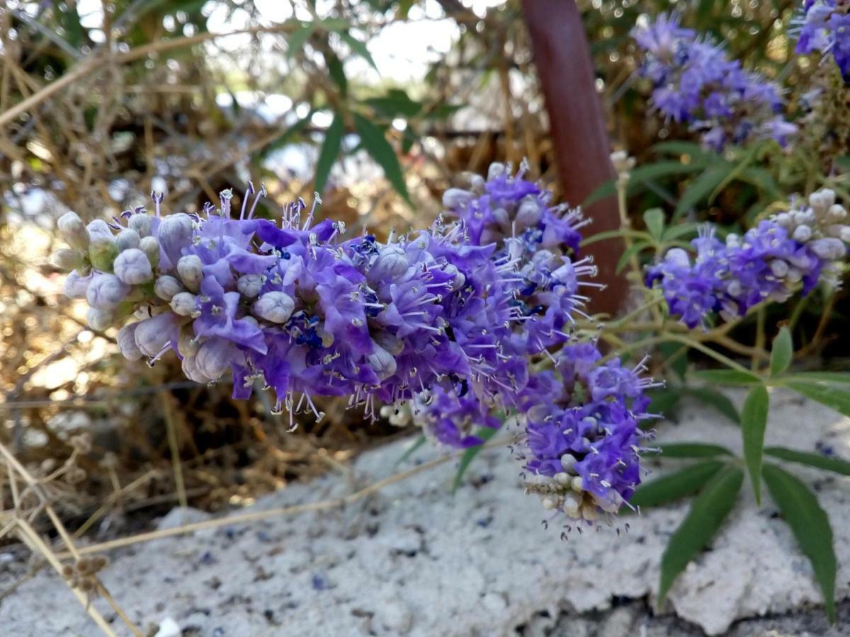 Dimitra'S Garden Villa Kallirakhi ภายนอก รูปภาพ